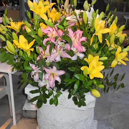 Gorgeous Dora アパート ツァヴタット