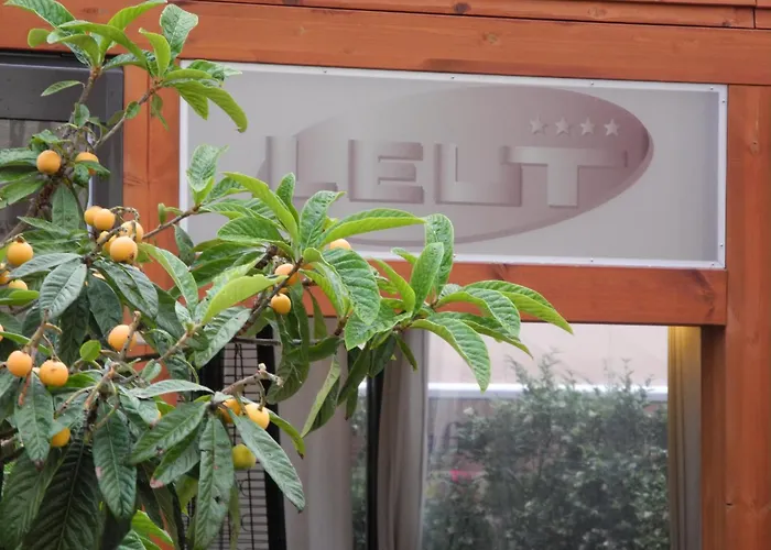 Gorgeous Dora * 察夫塔特