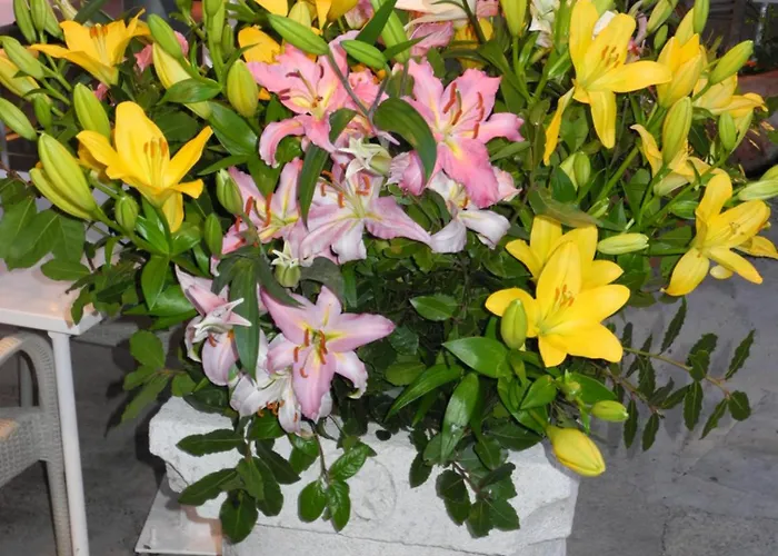 Gorgeous Dora 公寓 察夫塔特